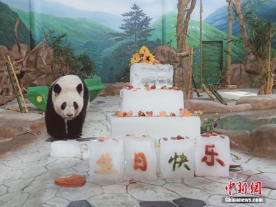 呆萌熊貓“兄妹”品嘗“冰蛋糕”過(guò)生日
